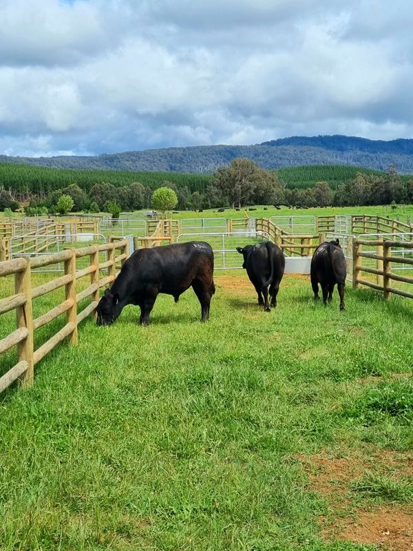 3 new Table Top Bulls settle into St.Fillan in the sorting yards