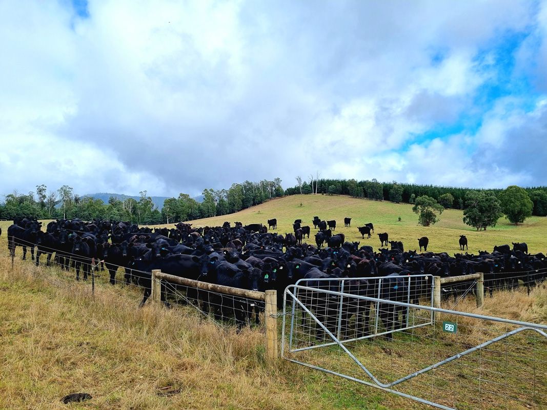 48-hour pasture rotations allow the mobs to predict the next move