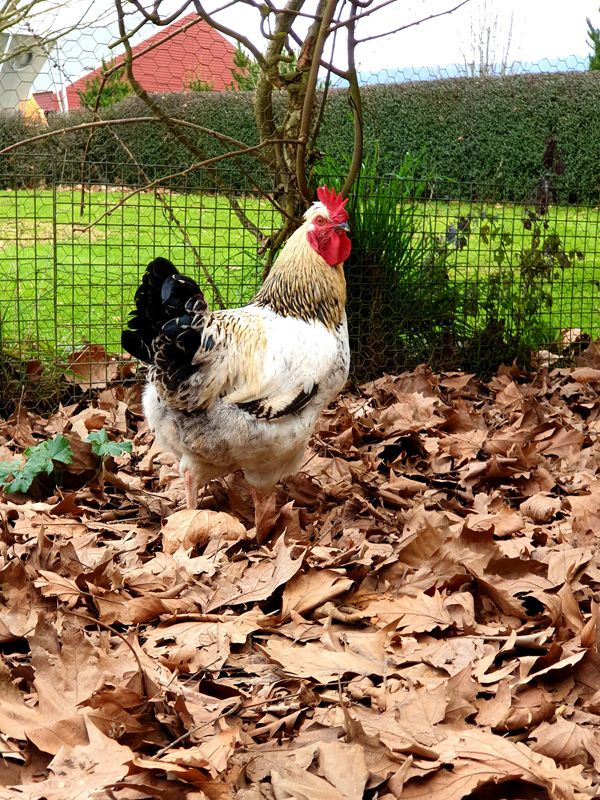 A Rooster in the Henhouse