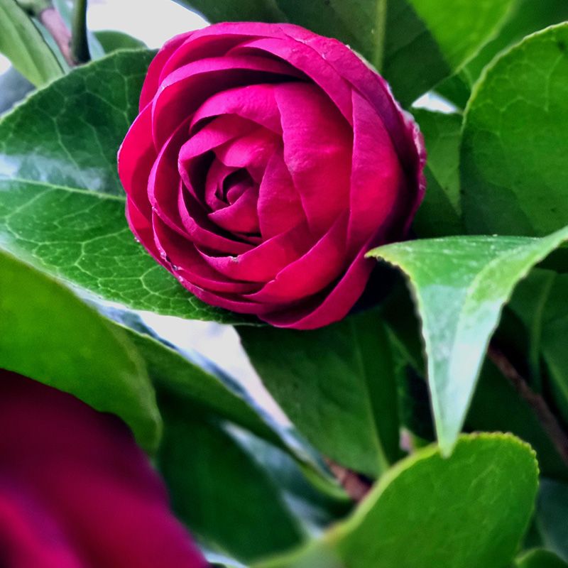 A beautiful Camelia in the gardens