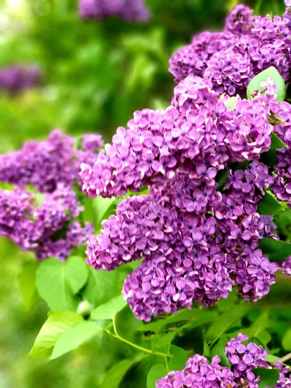 A lovely Hydgrangea variety in the Lower Gardens