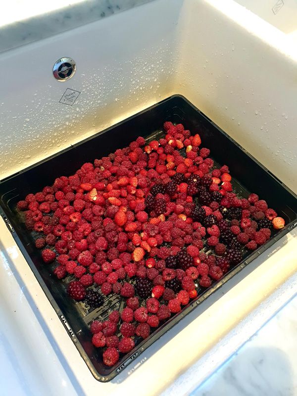 A tray of fresh strawberries and raspberries from the Birdcage Gardens