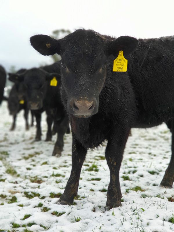 A young Pulitano Heifer from Mansfield should be used to this weather