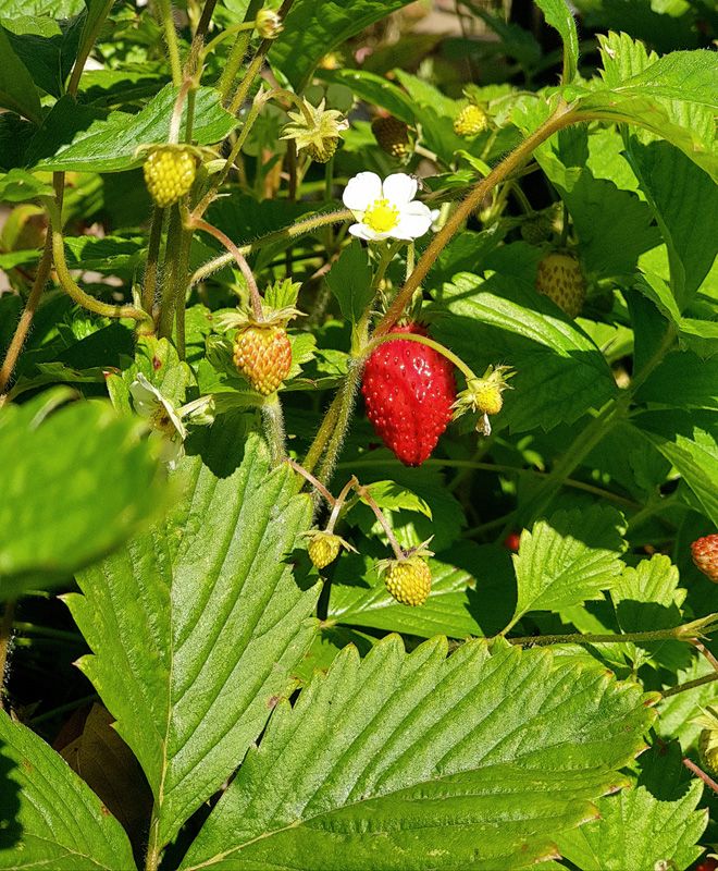 Active groundcover around the homestead, keeps the weeds down and the kids outside