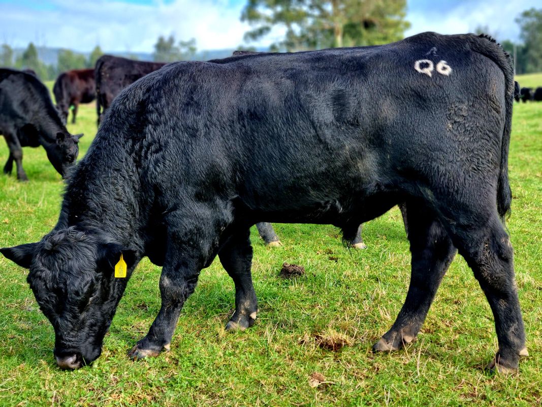 Allunga Bull Q6 joins the team