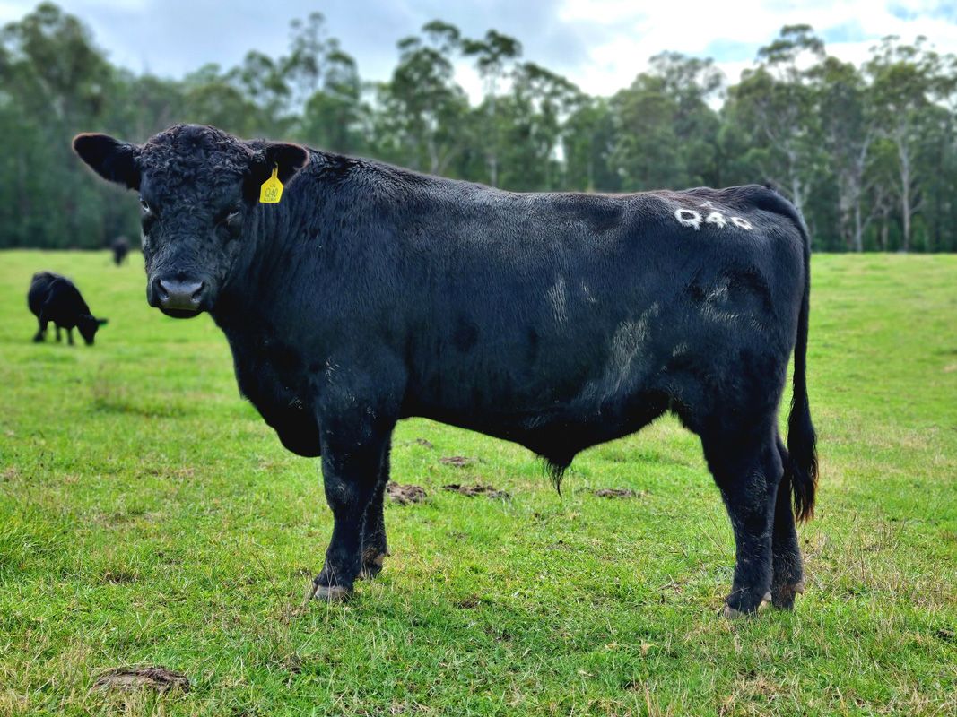 Allunga Bull with Lawson Angus Genetics