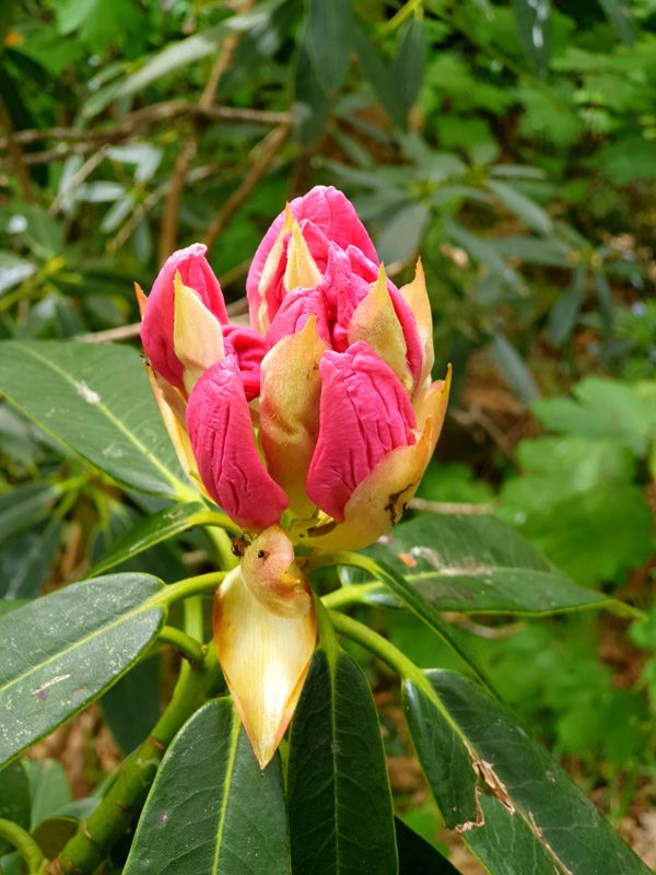 Almost there, Rhododendron Buds in October