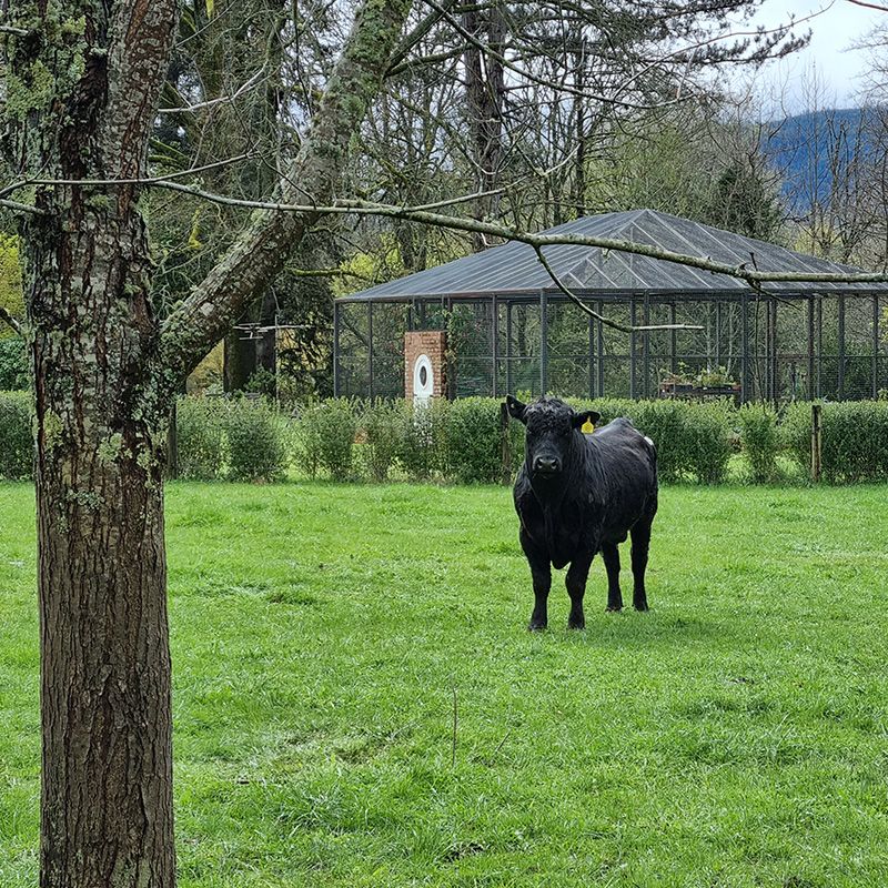 Angus Bull resting in the French Paddock