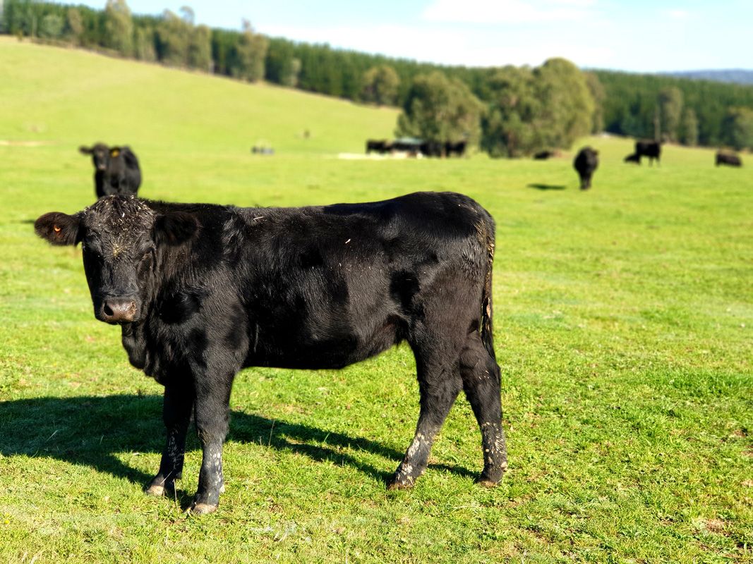 Angus Heifer enjoys some sunshine