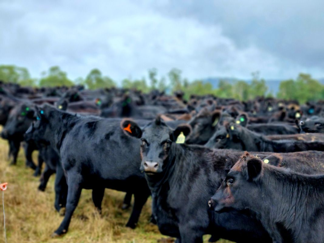 Angus Heifers