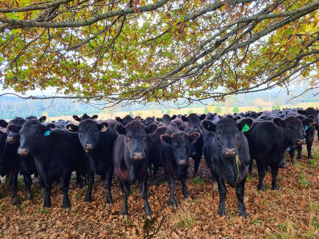 Angus Heifers in May