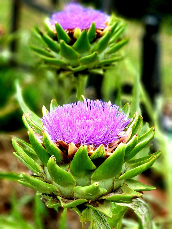 Artichokes gone to flower in the Birdcage Garden
