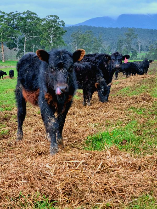 Autumn Calves lick their lips over Vetch/Oaten Hay