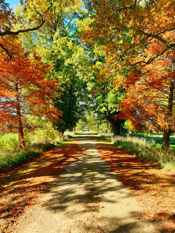 Autumnal Driveway