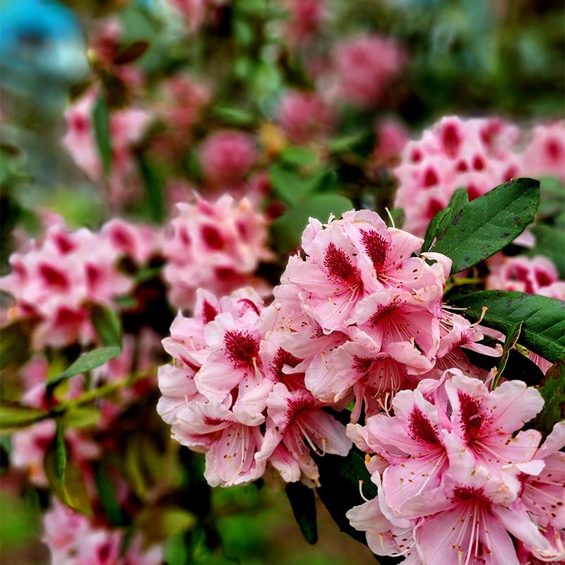 Beautiful Blossoms in bloom as Spring arrives