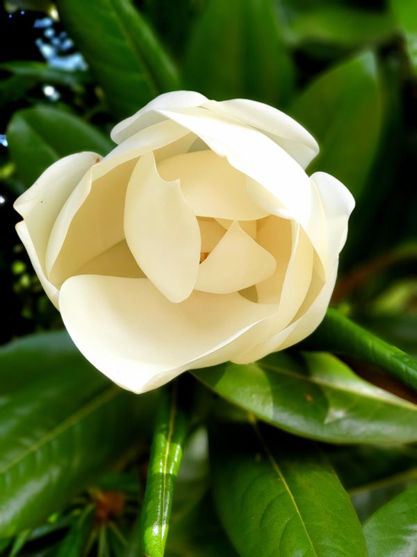 Beautiful Magnolia Flowers