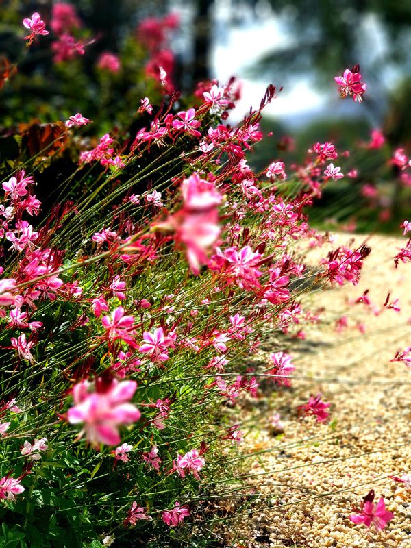 Bees love our Gardens