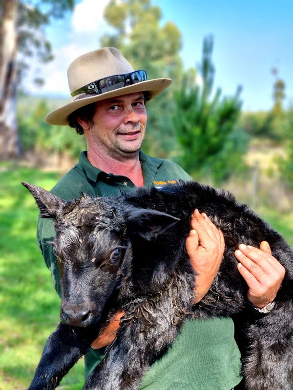Ben Stewart and a fresh Calf