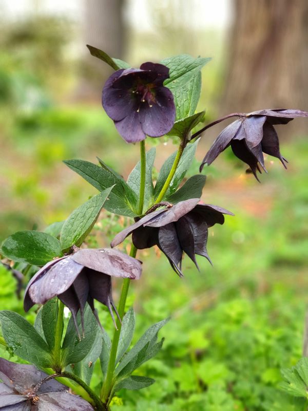 Black Hellebores under a Heritage Listed Lawson Cyprus