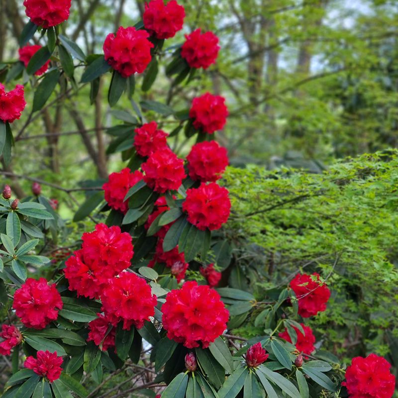 Bright Red Rhododendrons are a standout in the Gardens