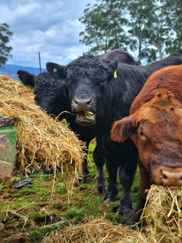 Bulls resting before the Spring Joining Season