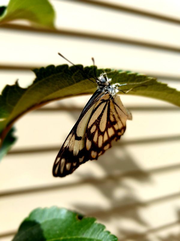 Butterflies are attracted to our wide range of flowers