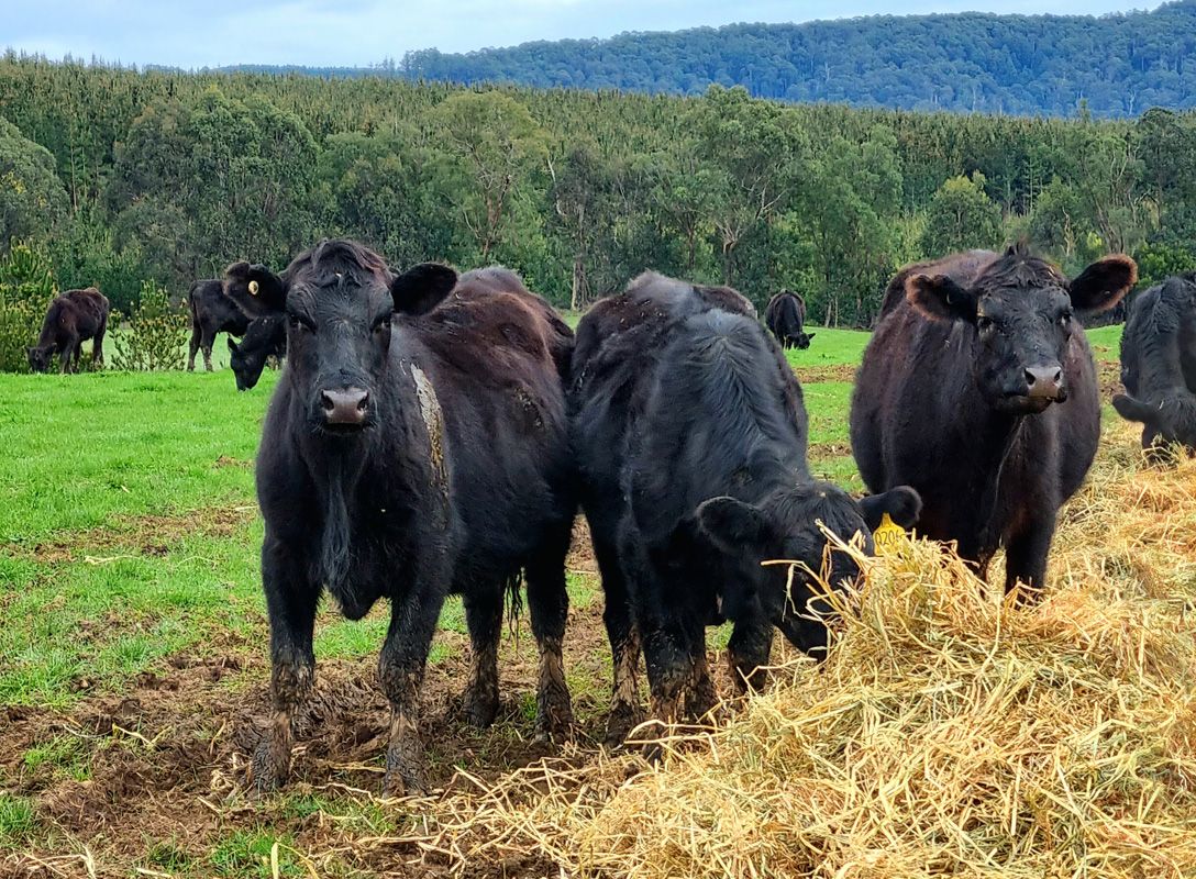 Calving Season Spring 21