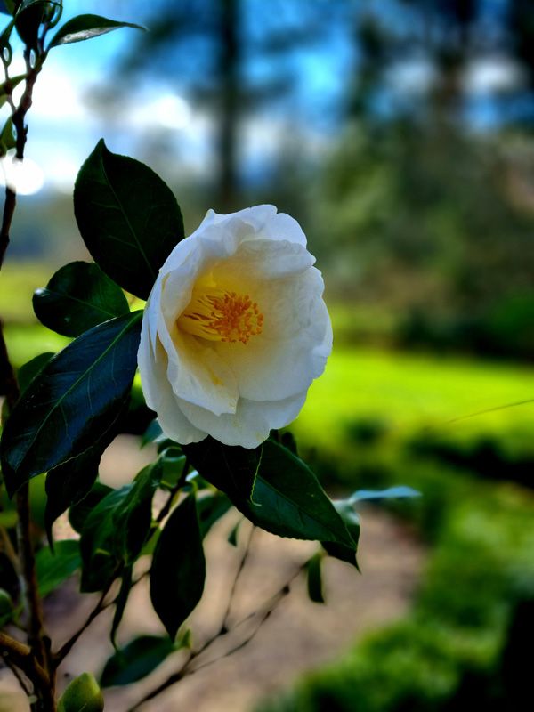 Camelias in late Winter