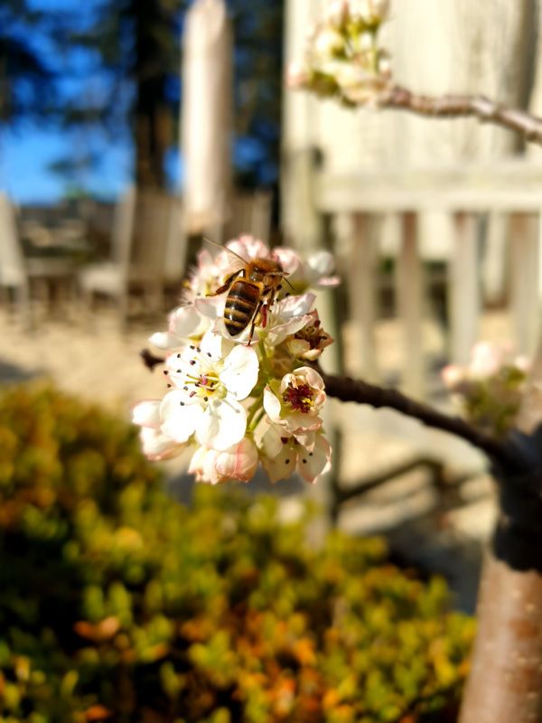 Capital Pear Blossoms and our St.Fillan Bees