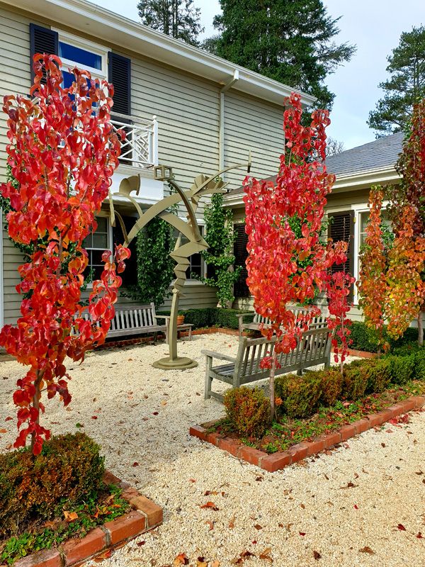 Capital Pears show Red around the Cigar Garden in late May