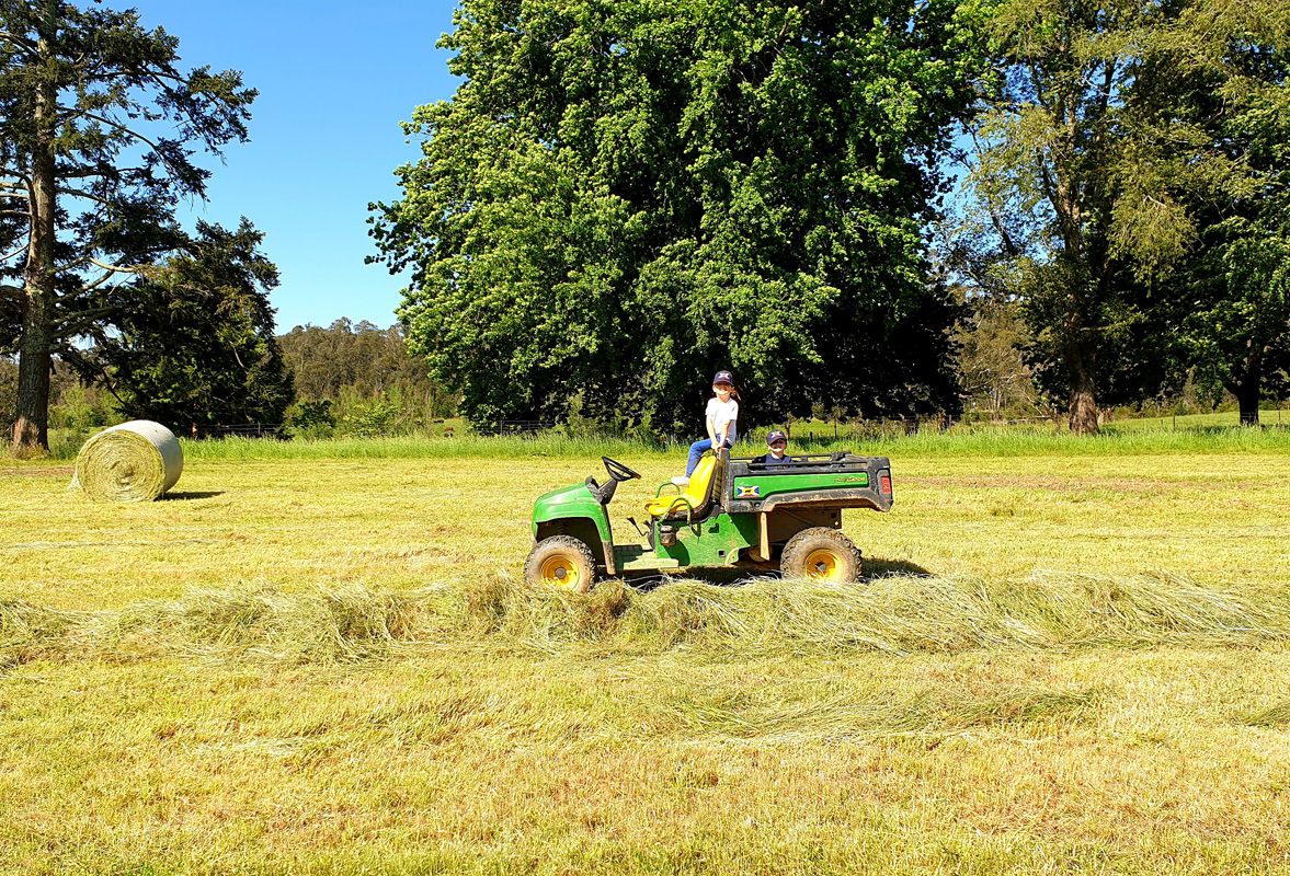 Checking the Hay Windrows prior baling