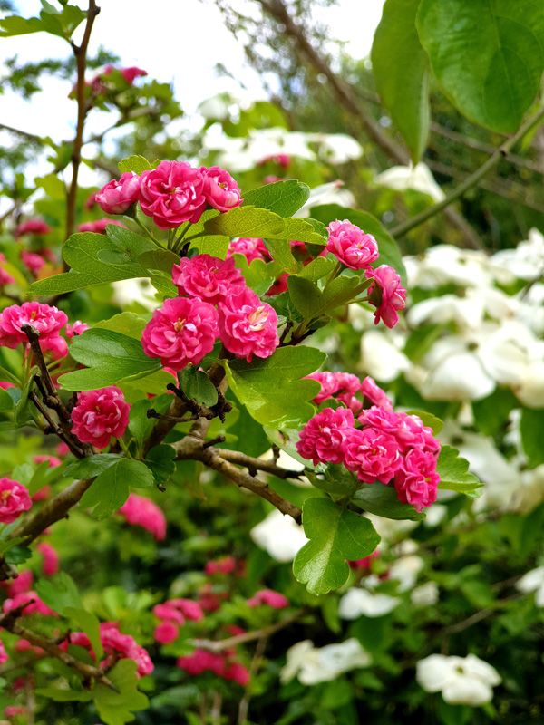 Colour everywhere in the gardens