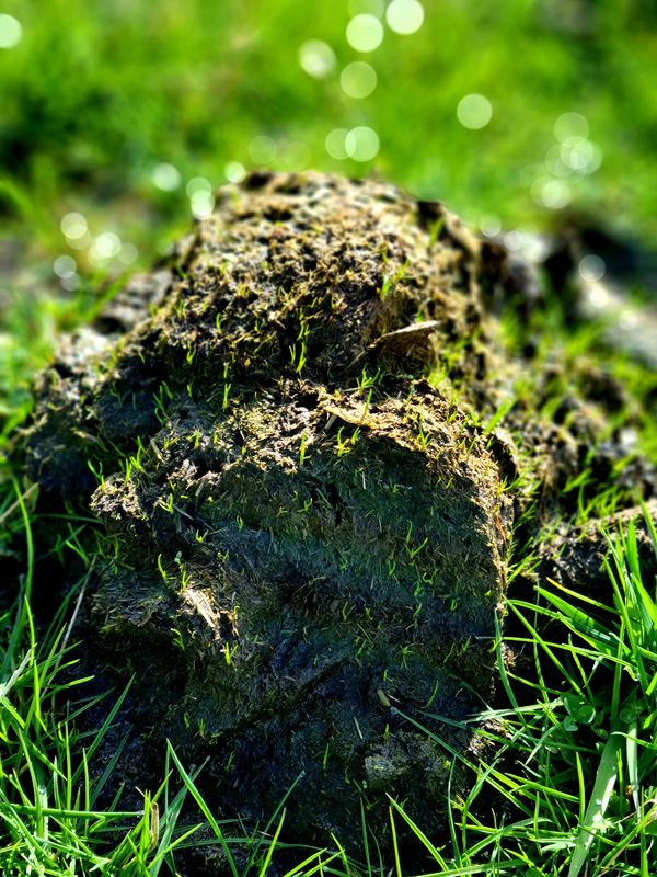 Cow Pat in all its bio-organic healthy glory