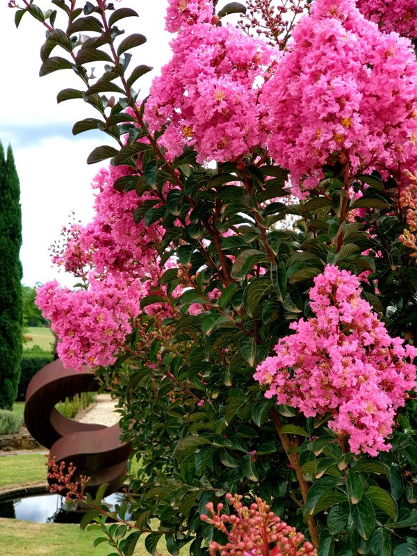 Crepe Myrtle 'Sioux' line the Pavillion Walkway