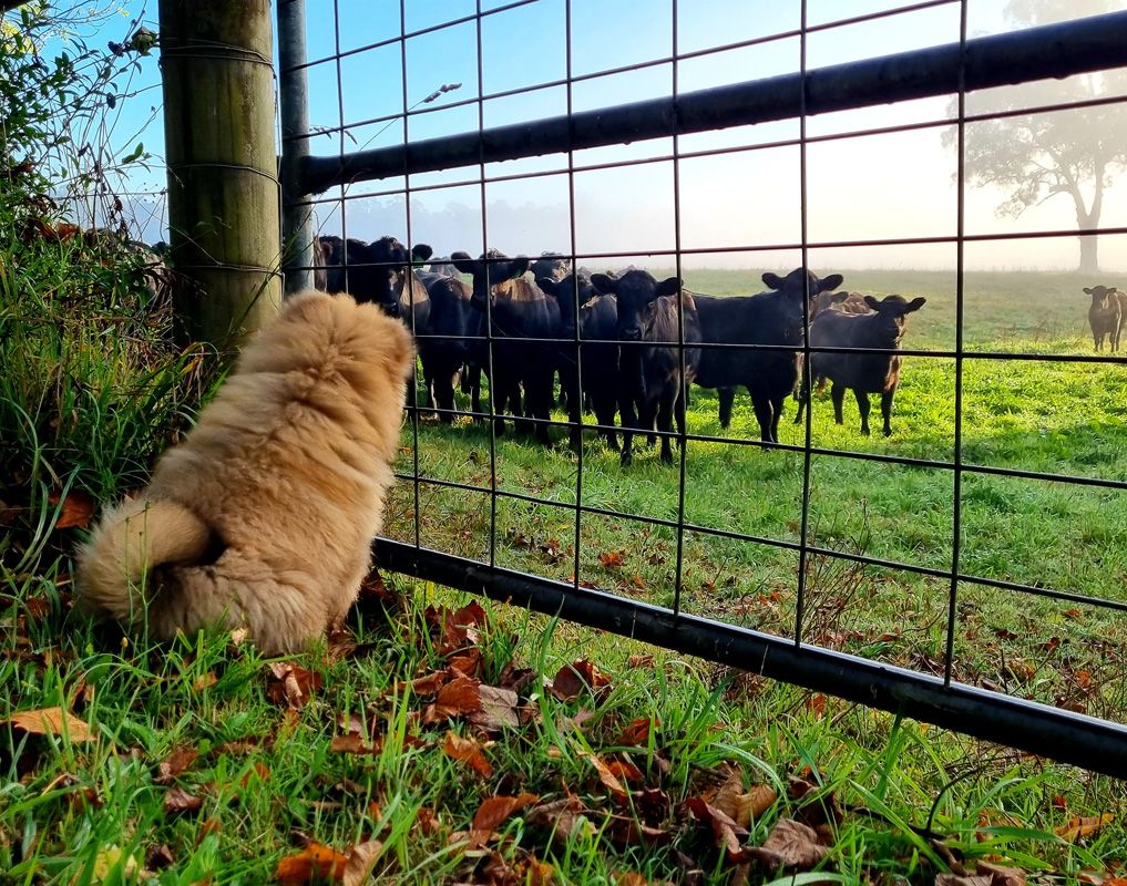 Dreaming of what might be..