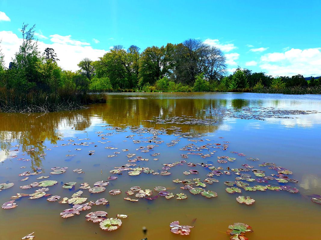 Early Waterlillies on the Brian Lake