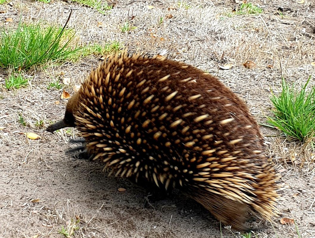 Echidna on the laneway verge