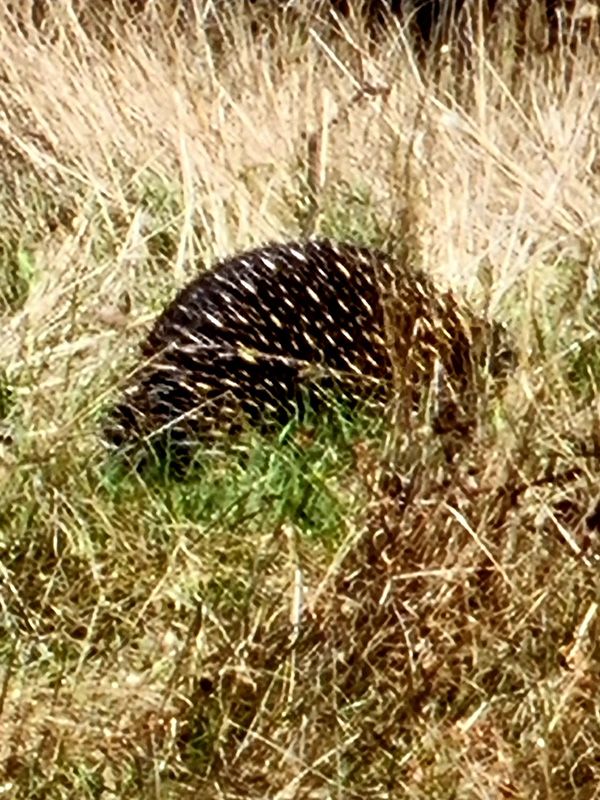 Echidnas are plentiful at St.Fillan Farm