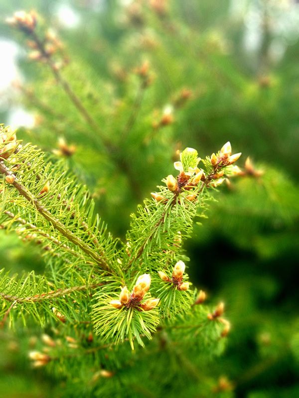 Evergreen Spring Growth