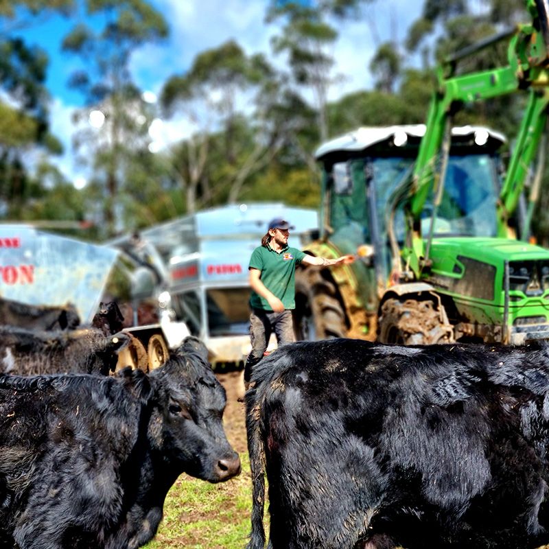 Feeding out to our Paton Lick Feeders