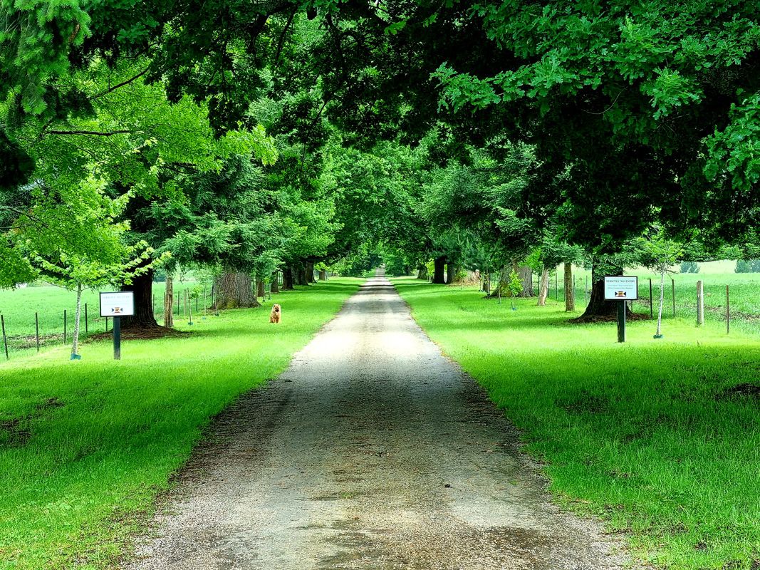 Fergus learns to 'stay' in the driveway. Good Dog !