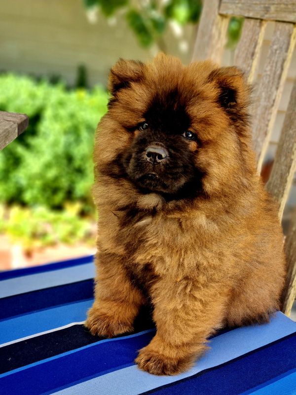 The St.Fillan Chow Chow