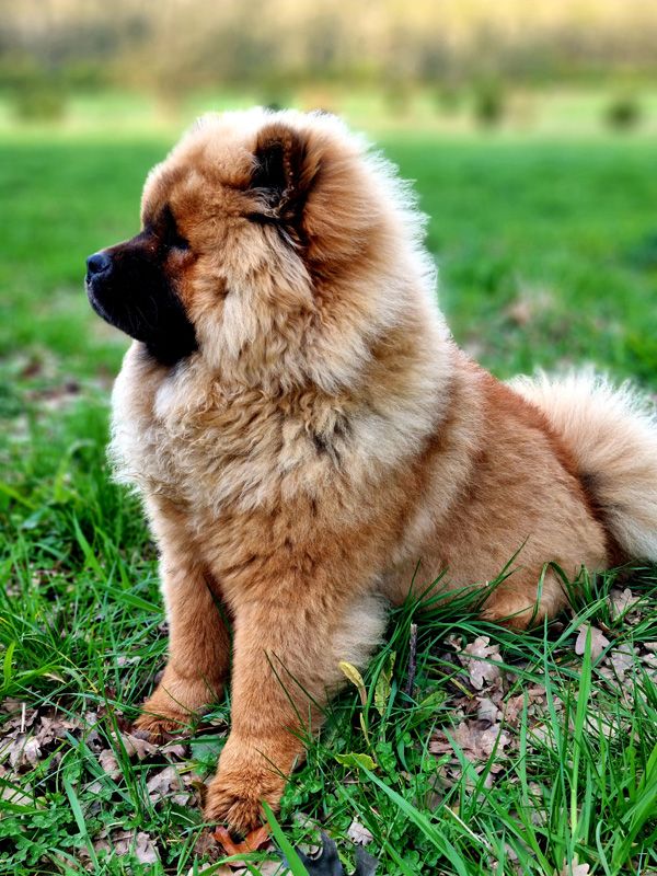 Fergus of St.Fillan at 8 months