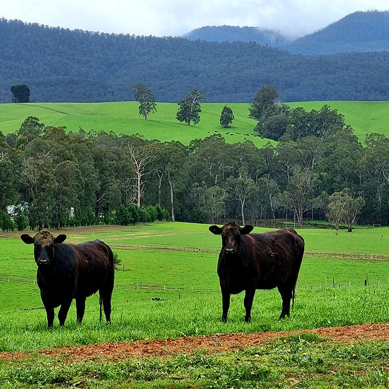 Finding some dryground on a hill