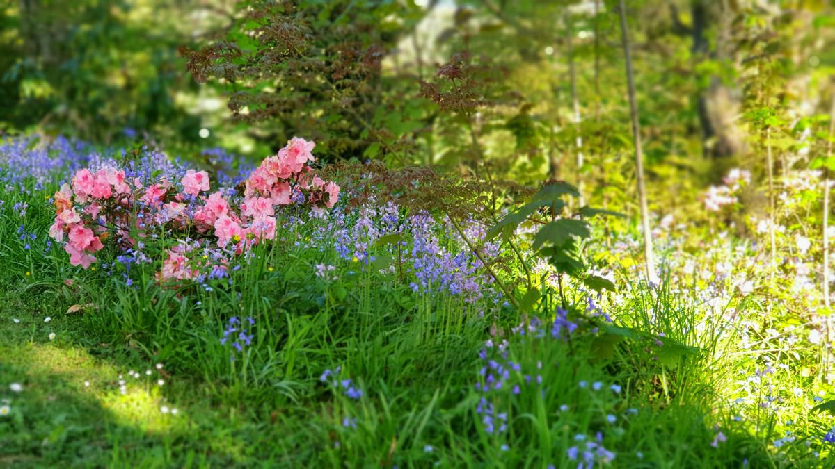 Flowers are a vital component of our bio-diversity and gardens