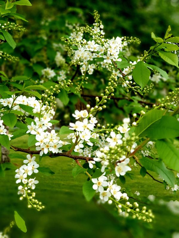 Flowers in every Garden