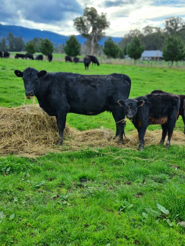 Fodder essential during the colder months