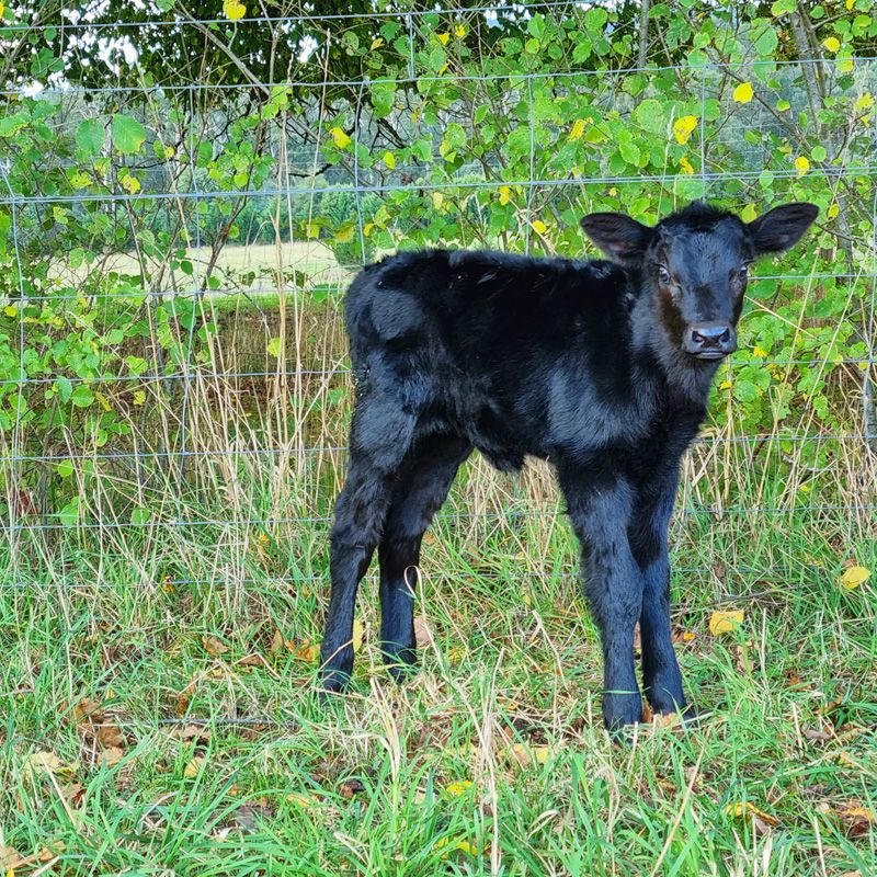 Fresh Calves are always a wonder