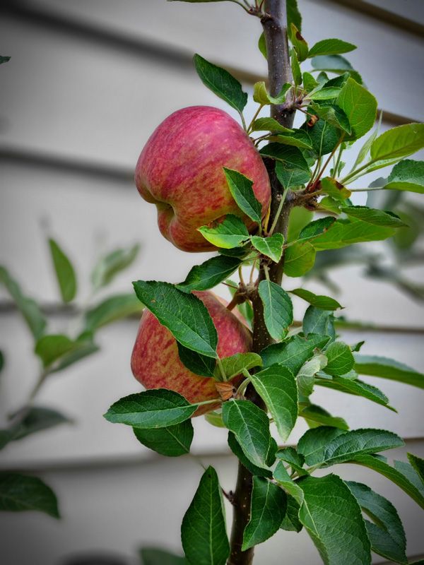 Fresh apples in the courtyard