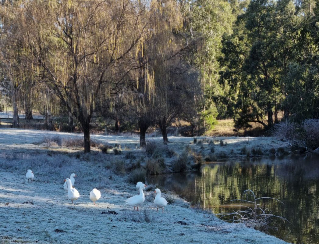 Frost is no concern to our flock of St.Fillan Geese